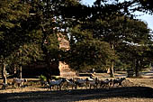 Bagan Myanmar. Temples near Abeyadana, Myinkaba. 